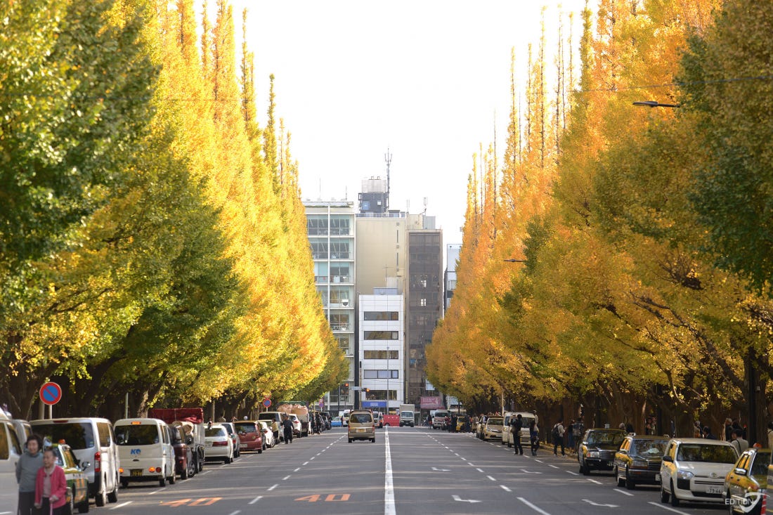 Visiting the Autumn Aisles of Golden Ginkgos at Tokyo’s Meiji Jingu