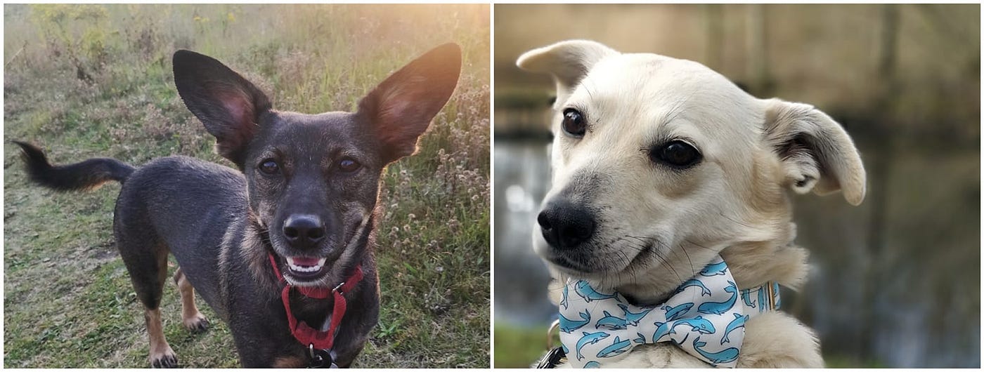 30++ Romanian rescue dogs in uk foster