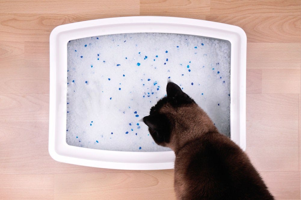 different types of cat litter