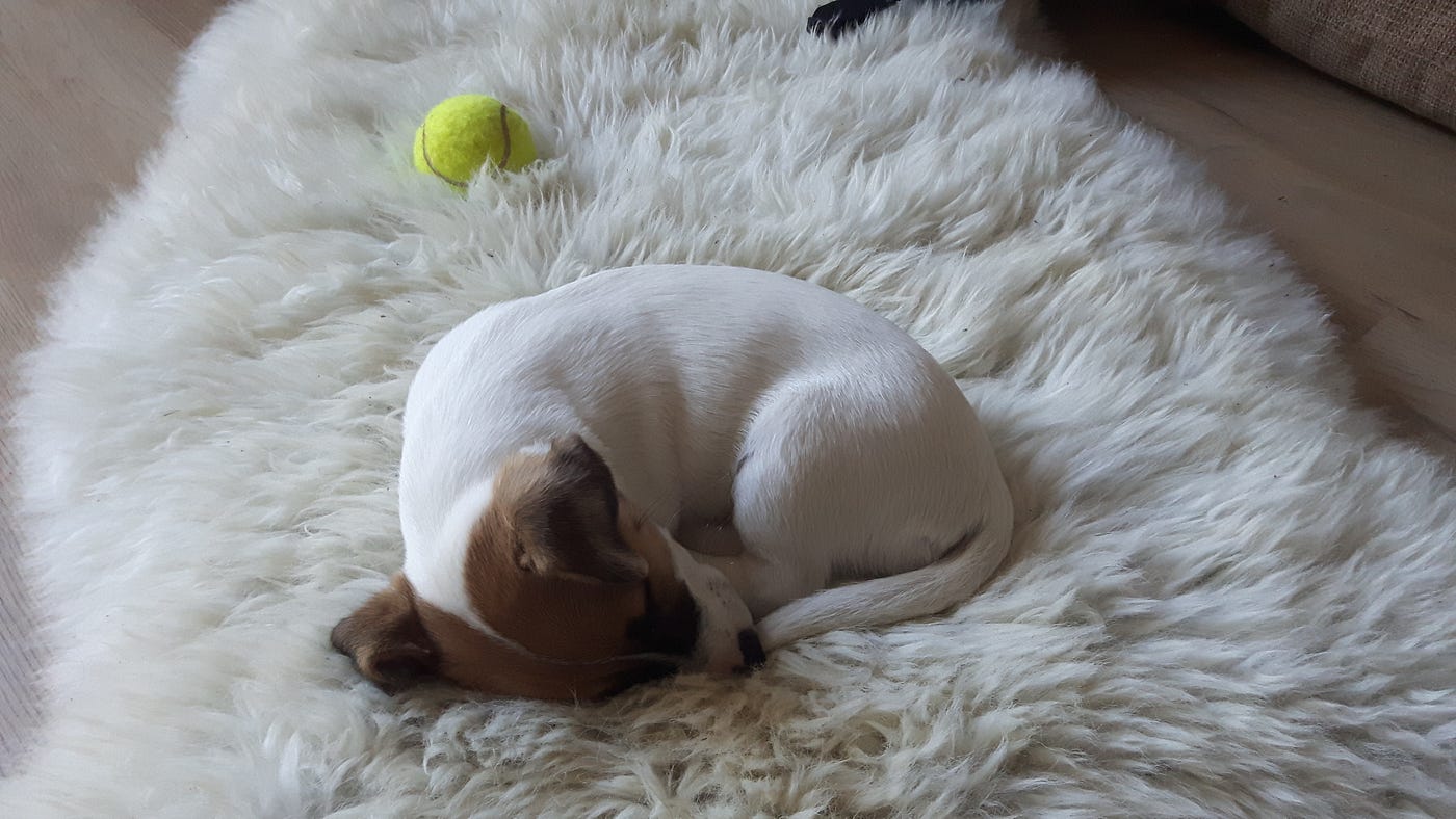 Loosing sleep over dog a.k.a how to make dog sleep longer during the