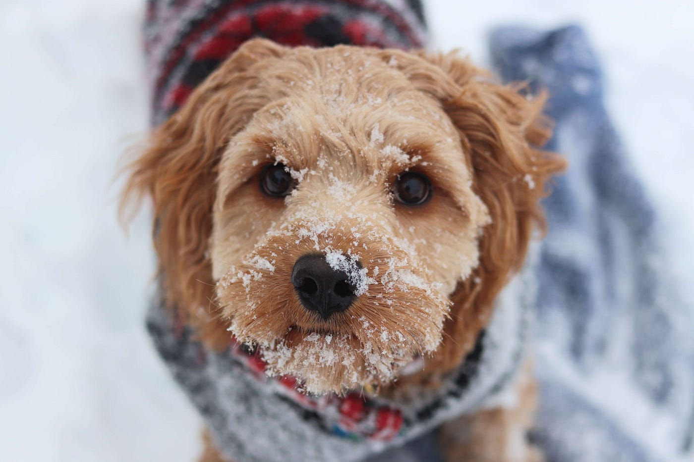How long can I walk my dog in the cold weather? When the weather gets chilly, many dog owners might be wondering - do dogs even need to go for a walk in the winter? How cold is *too cold* for a dog? How long should I walk my dog in the cold?