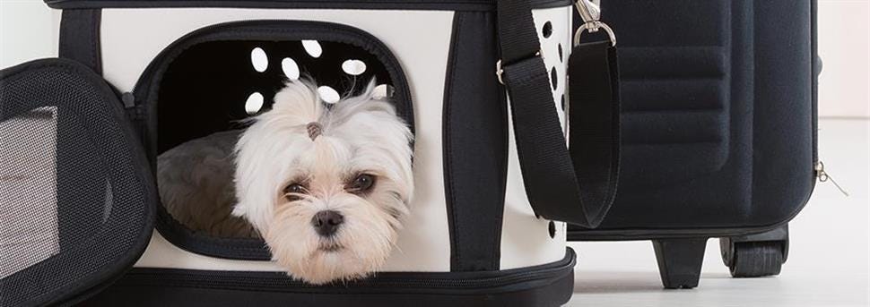 How to train a dog to crate and carry: training method and technique