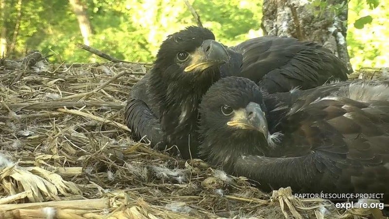 explore bird cam