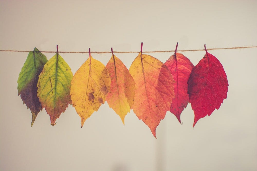 Leaves on a string, fall colors ranging from green to red