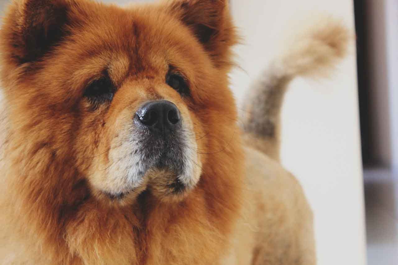 chow chow origin
