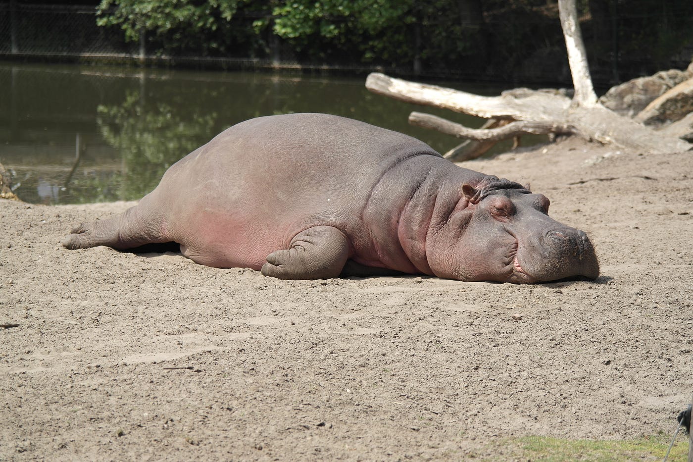 Hippo Fuck