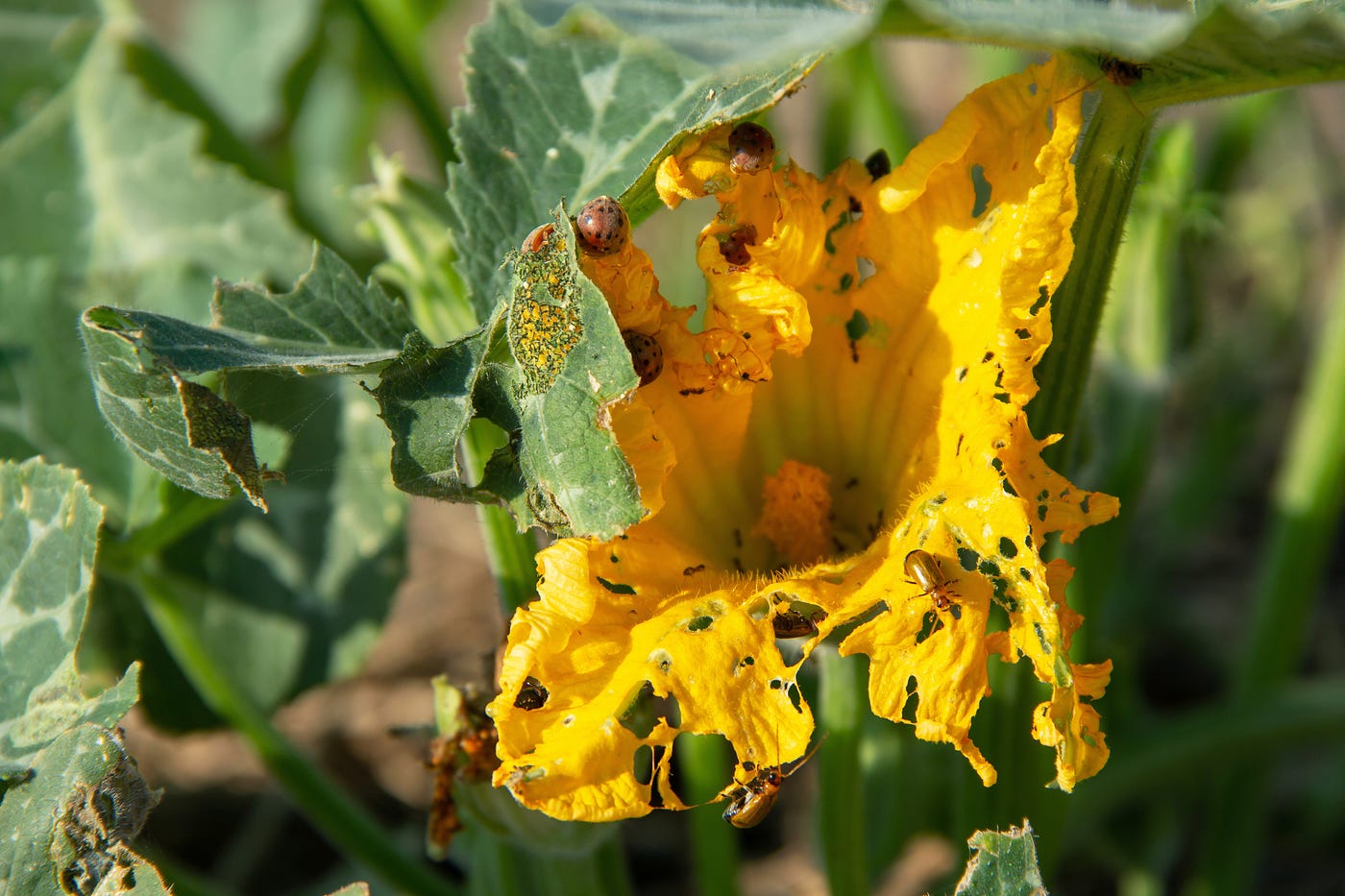 Learn how to deal with common zucchini pests.