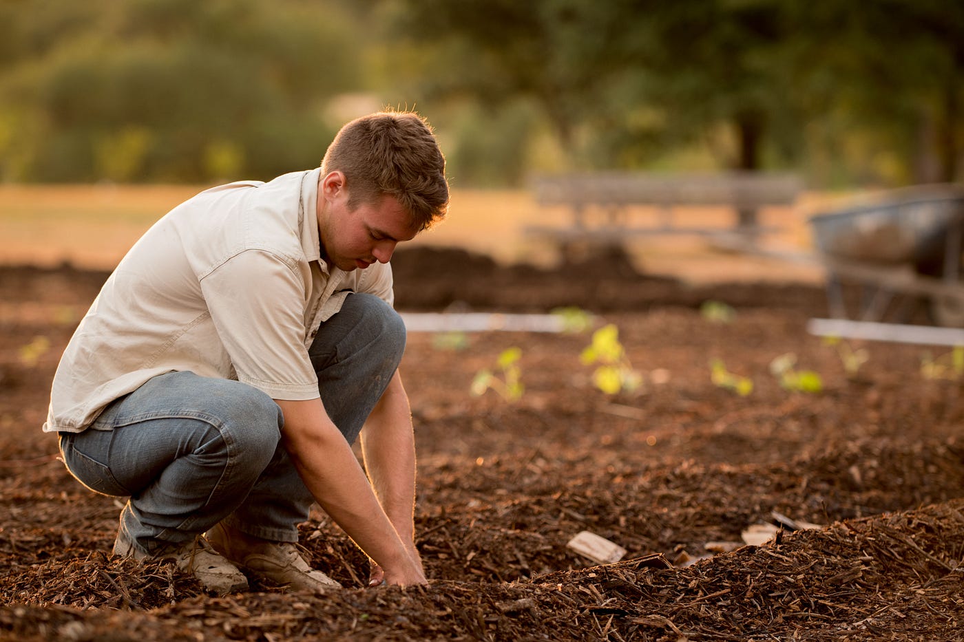 Man planting something in a field of long dug out lines. The man is squatting and wears blue jeans and a white short sleeve shirt.