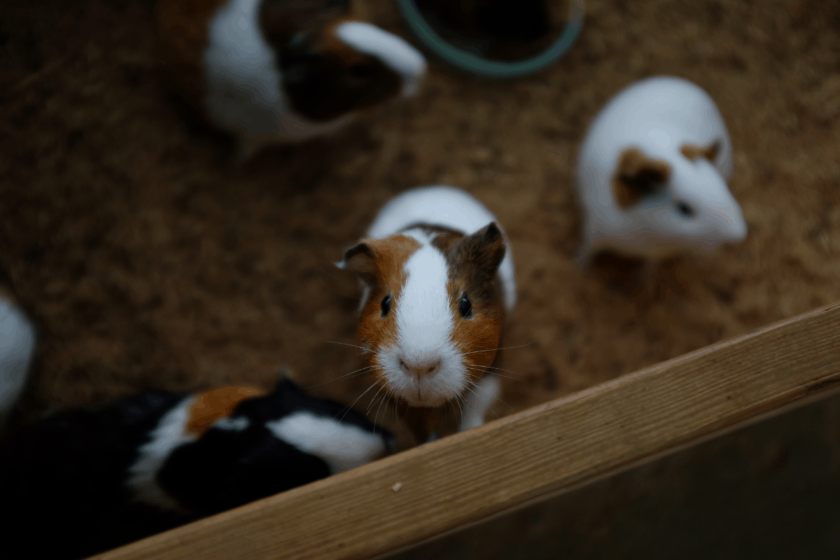 Guinea Pig Cannibalism Facts