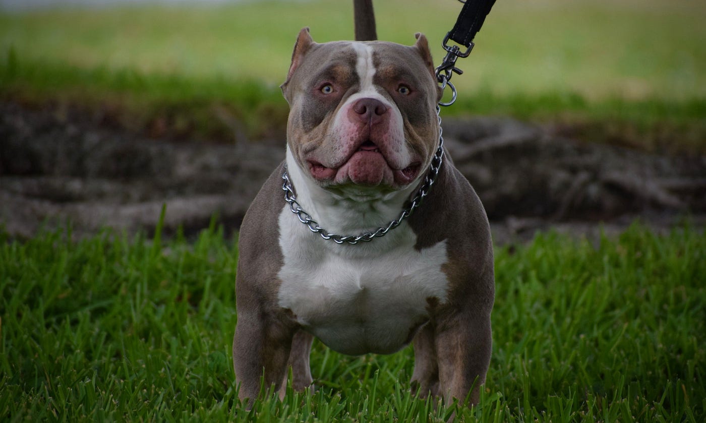 BEST OF THE TRI COLOR AMERICAN BULLY | AMAZING DOG BREED | THE POCKET ...