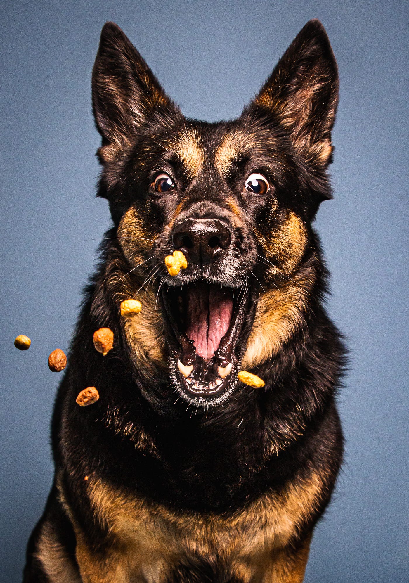 10 reasons why adopting a German Shepherd can be life-changing | by Evince  Uhurebor | ILLUMINATION | Medium