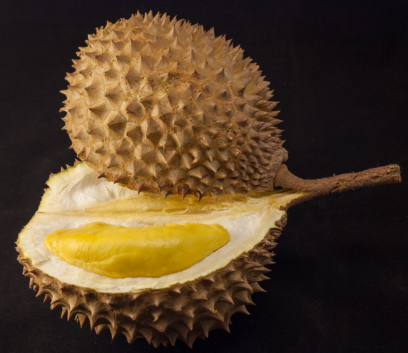 durian essay