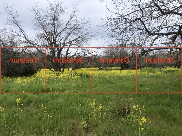 The mustard field image that is split to four connecting sub-images