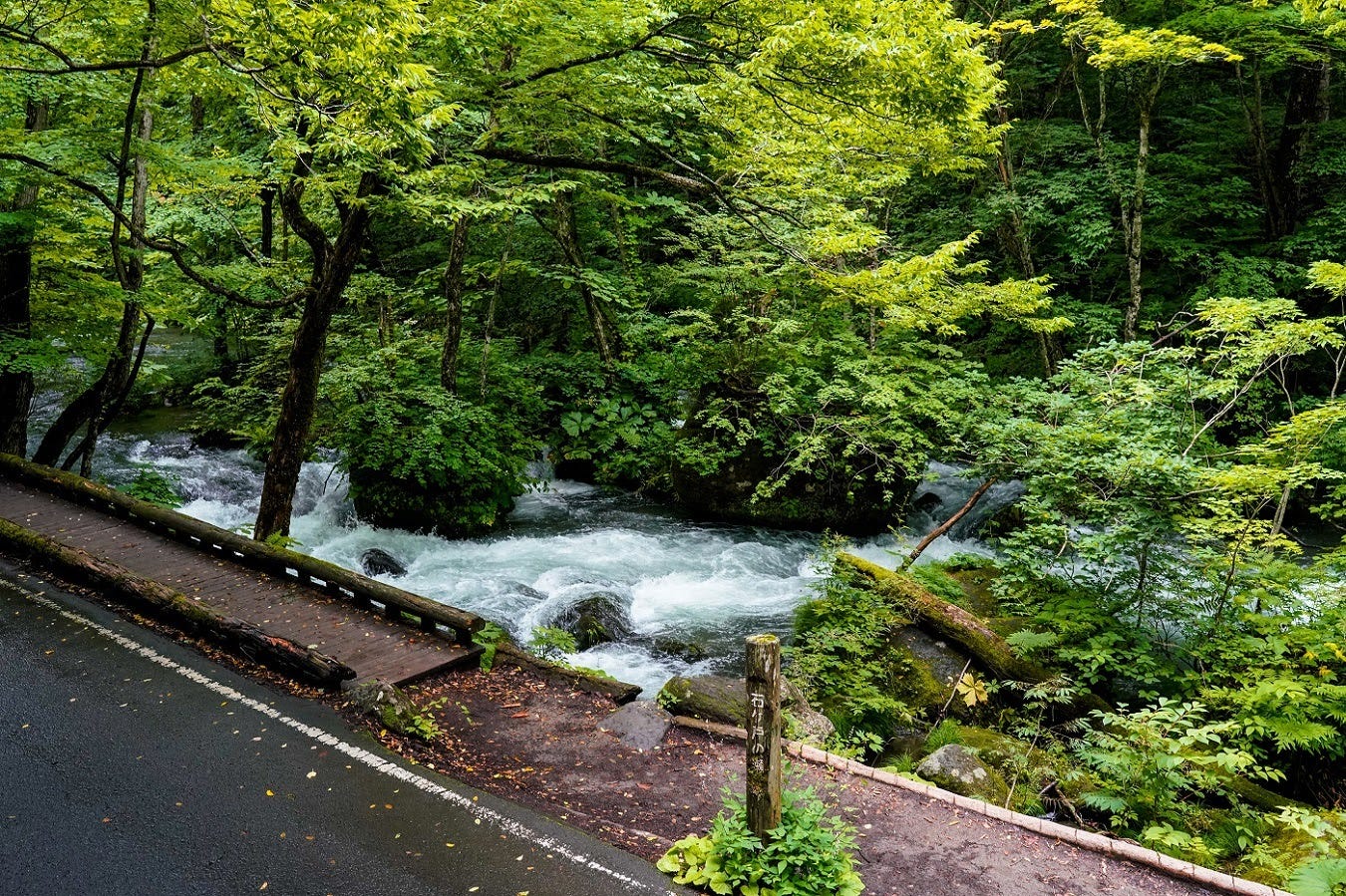 Relieve Your Stress With A Moss Walk In Aomori By Kyoko Nagano Japonica Publication Medium