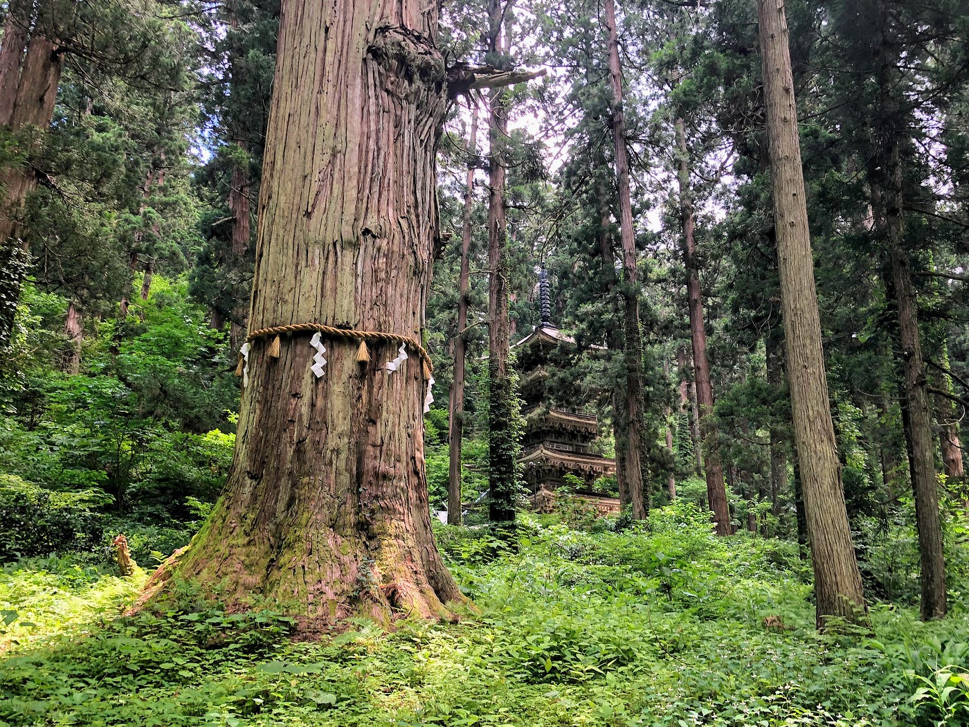 Jijisugi, the grandfather cedar, and Five Story Pagoda in the middle of the dense forests of Haguro-san.