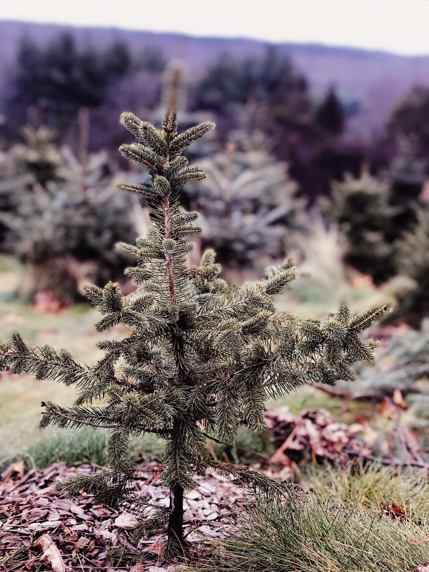 Portrait of a small Christmas tree at a Christmas tree farm