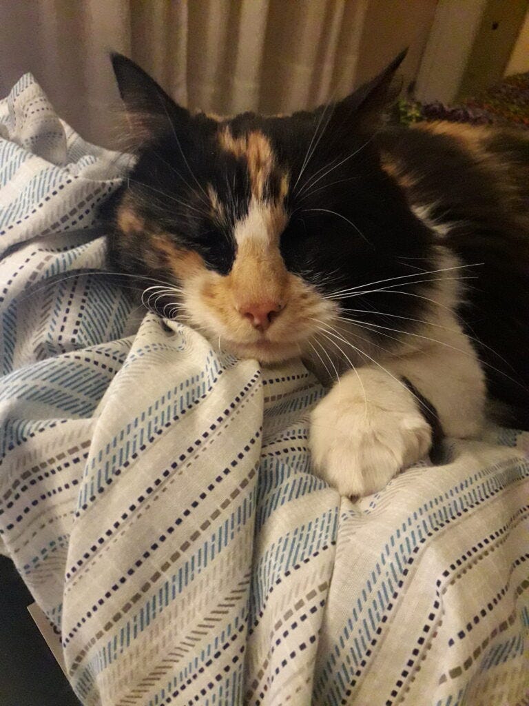 Learning the Love of Cats. It surprises me how many different… by