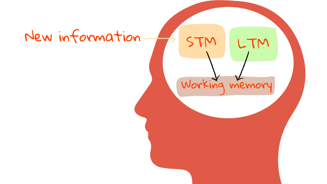 Flow chart showing how your brain processes information. New information flows into the short-term memory (STM). Information in the STM is combined with information in your long-term memory (LTM) and processed by your working memory (WM).