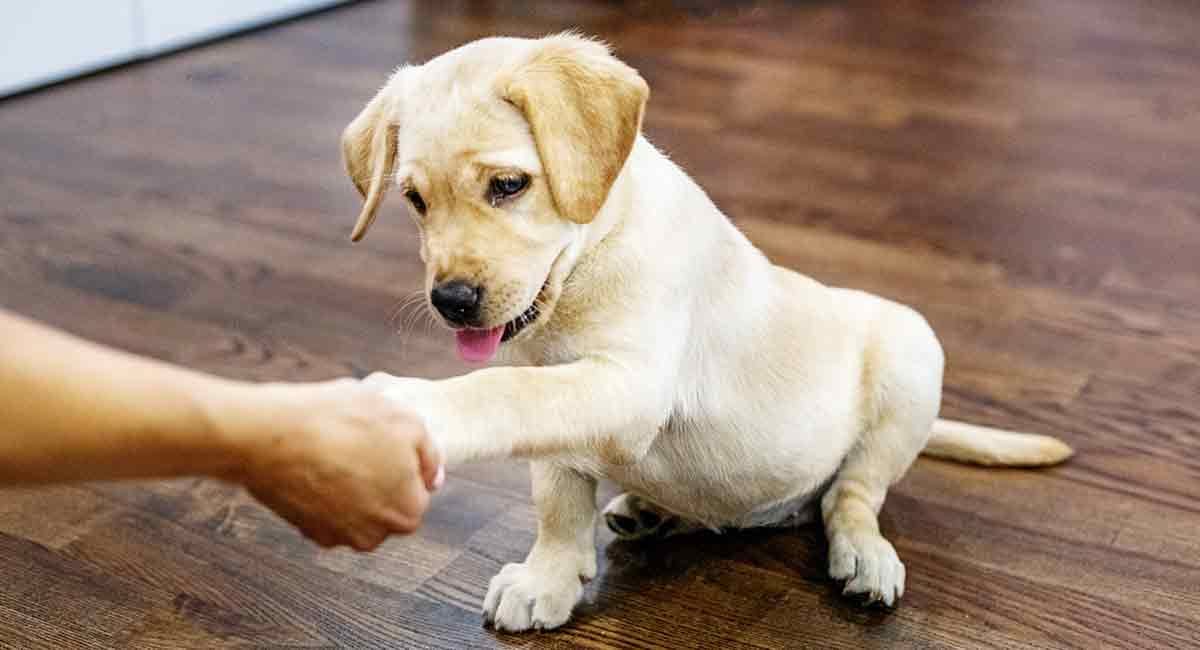 are labradors calm dogs to have around the house