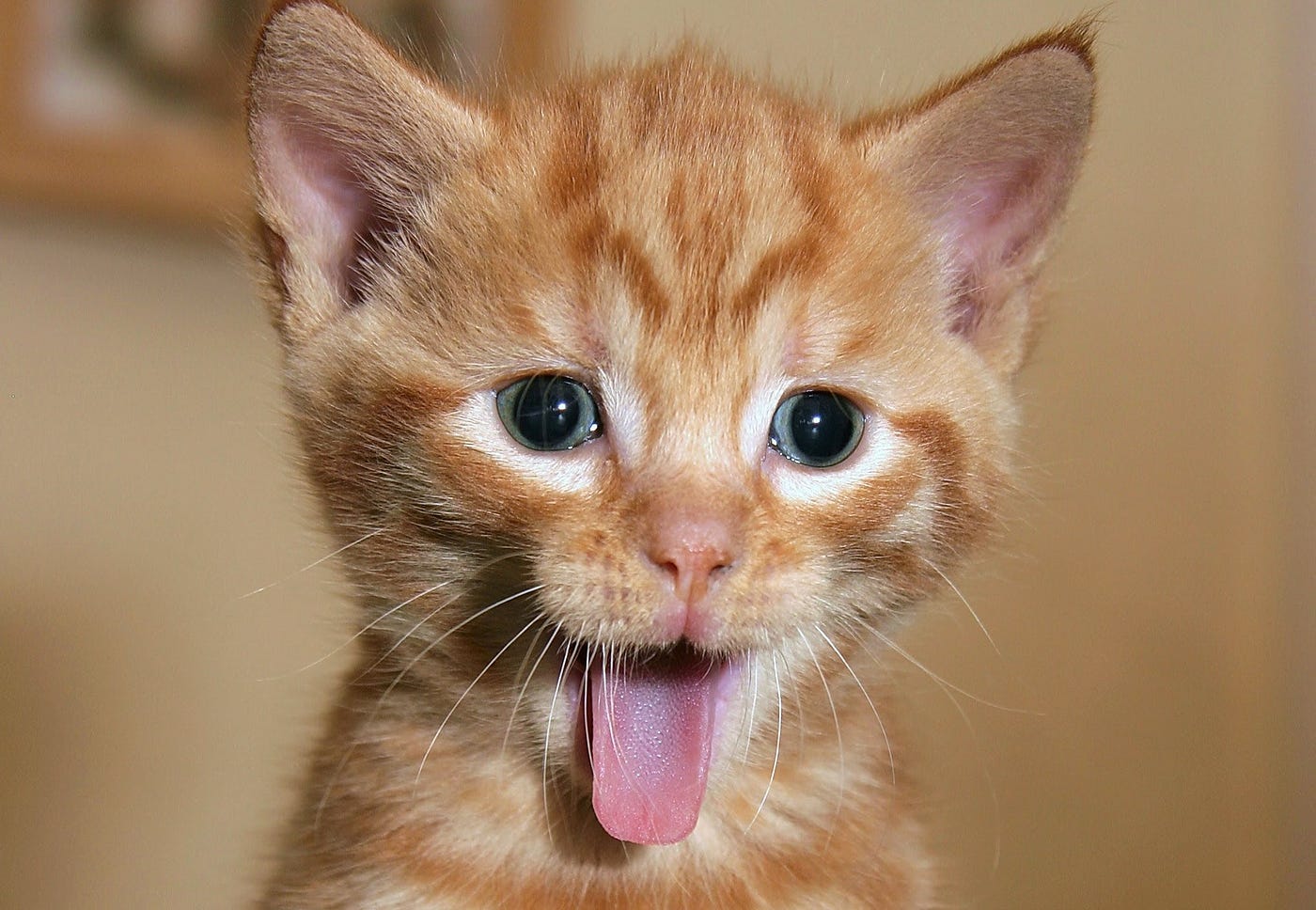 Cute cat