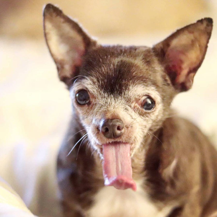 Tongue Forever The Story of Mama Nutmeg by Andrew Zangre Medium