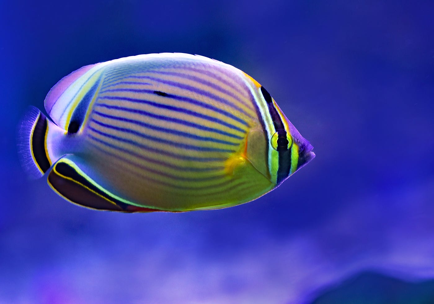 Chaetodon kleinii