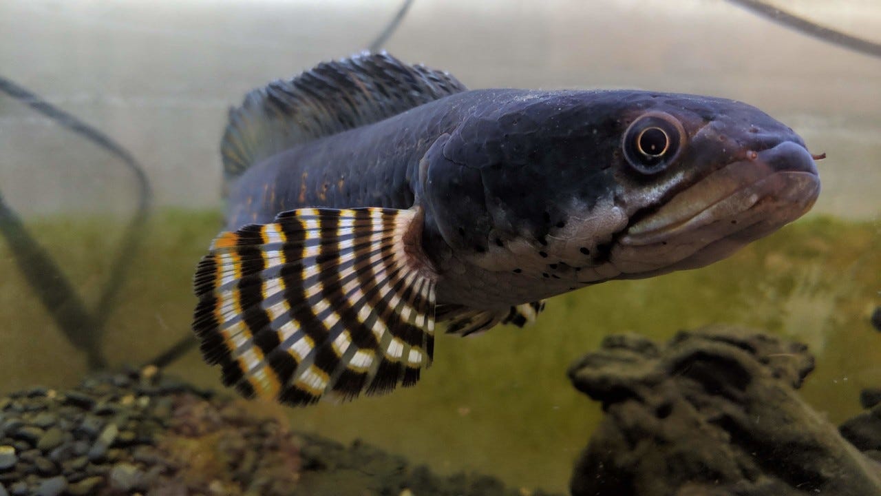 趣味の熱帯魚と3重管オーバーフロー水槽を自作してみた話 ハヤカワです 音楽やプログラミングの他に隠れた趣味として 熱帯魚をいくつか飼って By Kazuki Hayakawa Medium