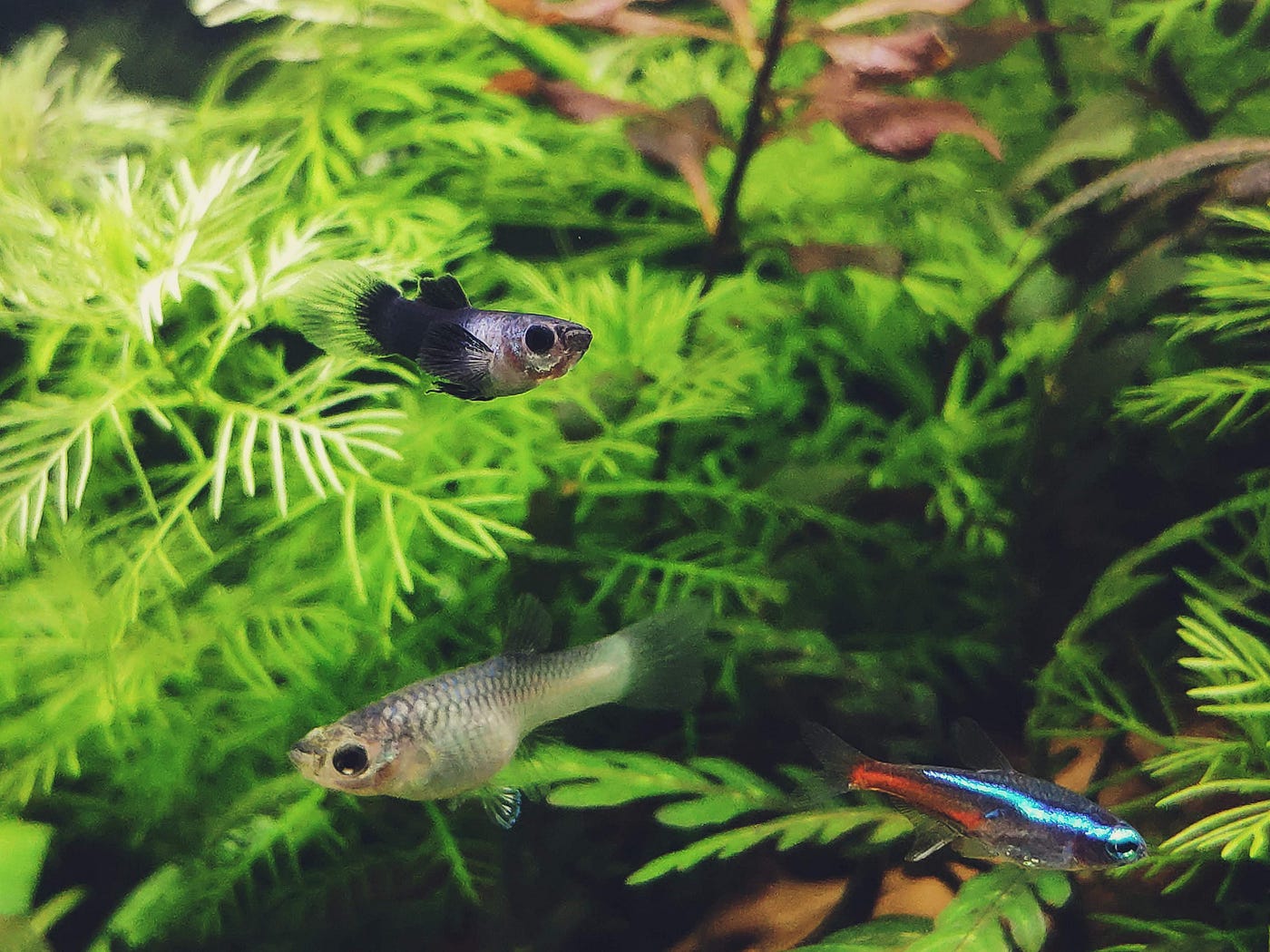 How Can You Tell If A Neon Tetra Is Stressed By Aquarium Me Medium