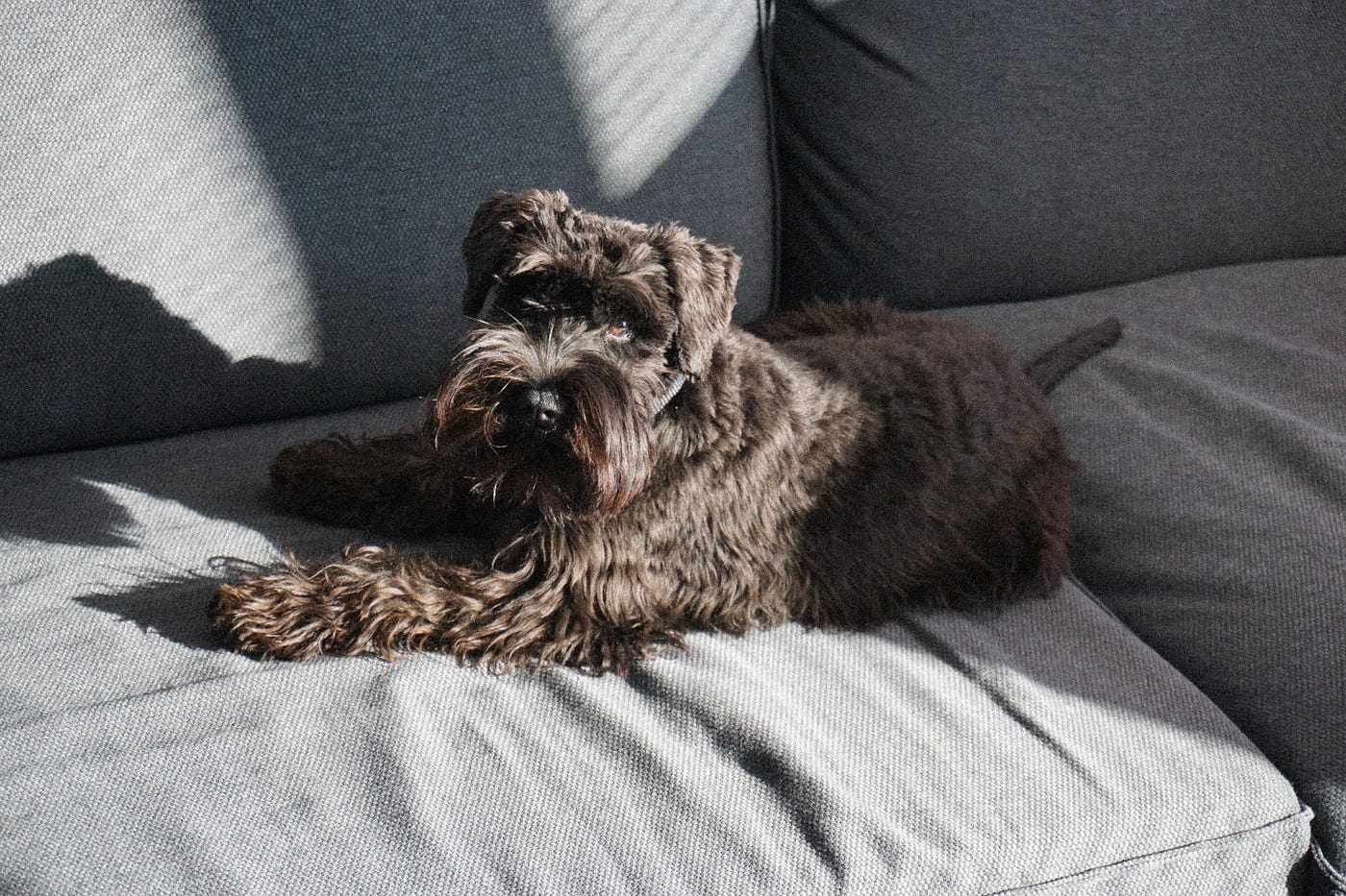 Planning for Alfie, the Miniature Schnauzer (dog crate training) by Donna Lynn Petness Medium