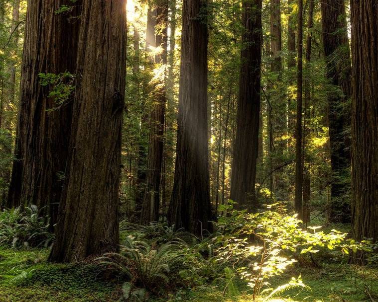 The Tallest Trees in the World. For those of us who love the woods