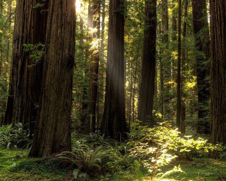 The Tallest Trees in the World. For those of us who love the woods ...