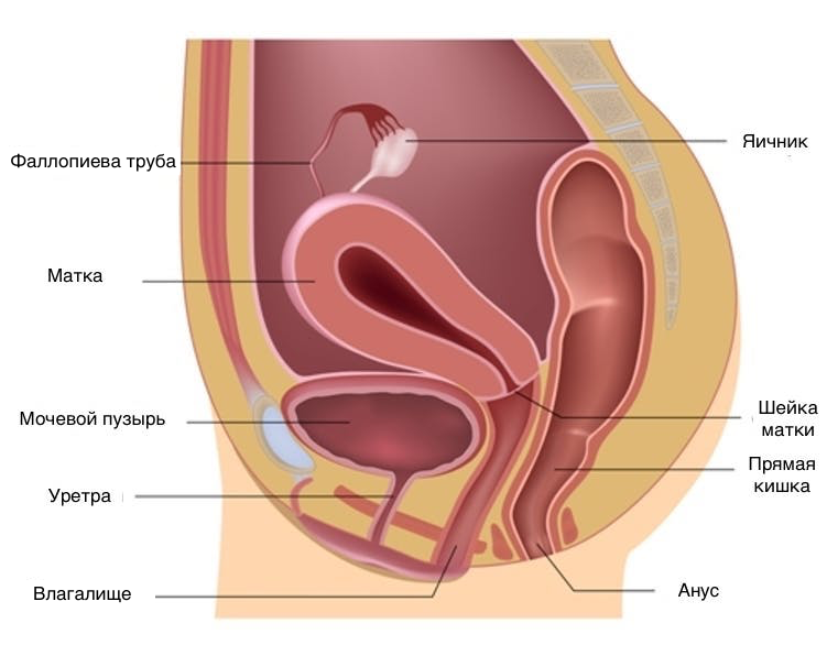 Где Находится Матка У Женщин Фото