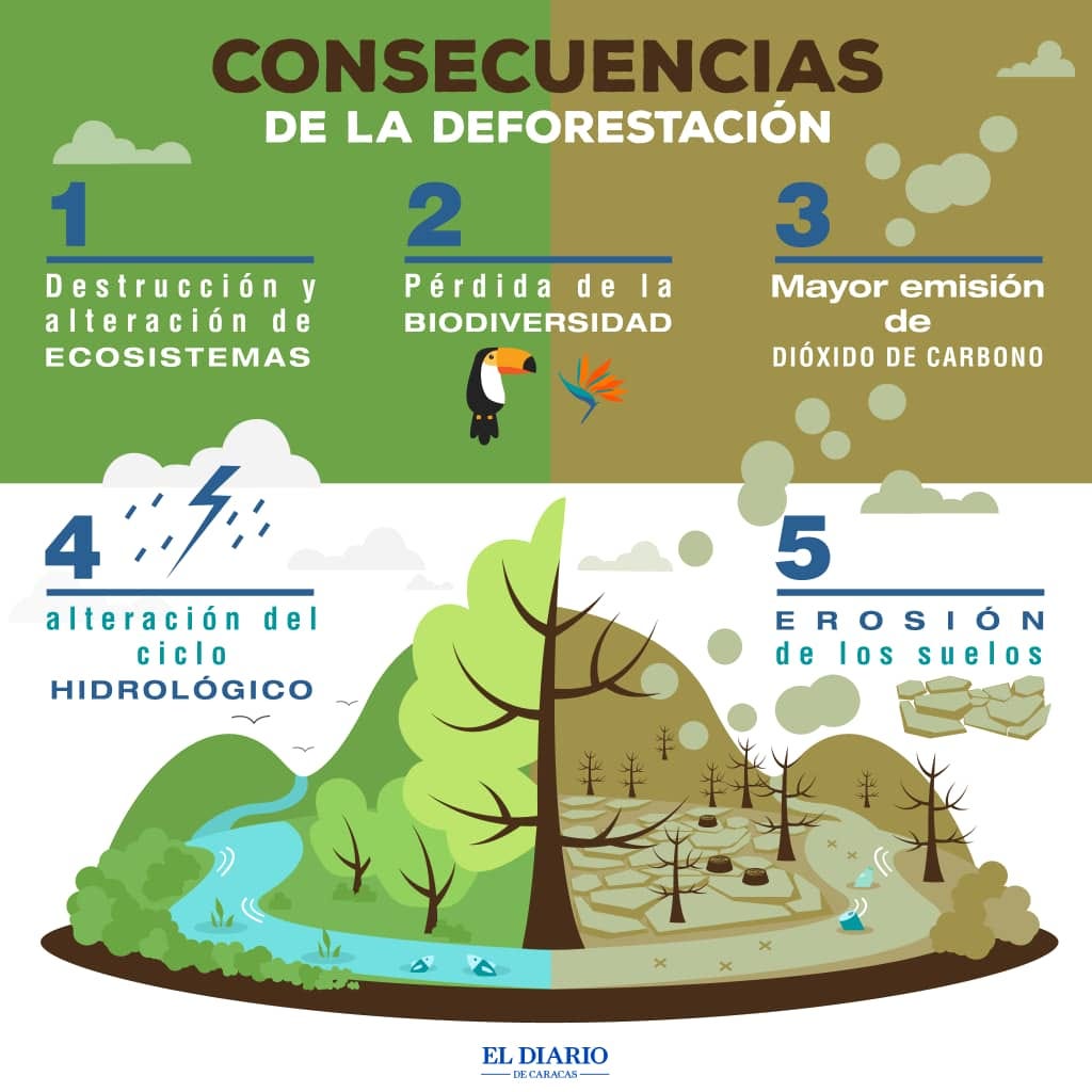 Deforestación amazónica venezolana, una cicatriz imborrable en la población  y el medioambiente | by El Diario | Medium