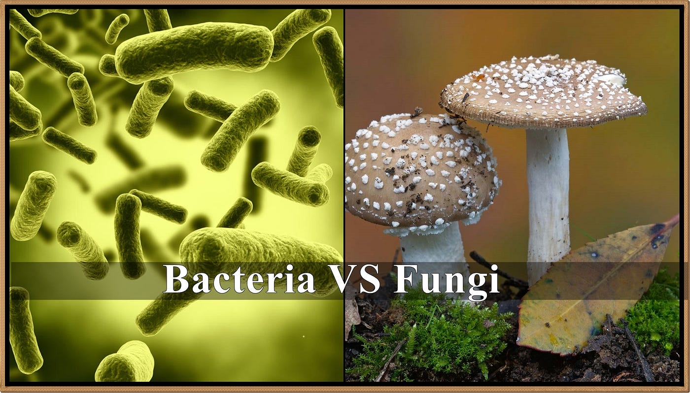 What Is the Difference Between Bacteria And Fungi? | by Diksha Bhardwaj |  Medium