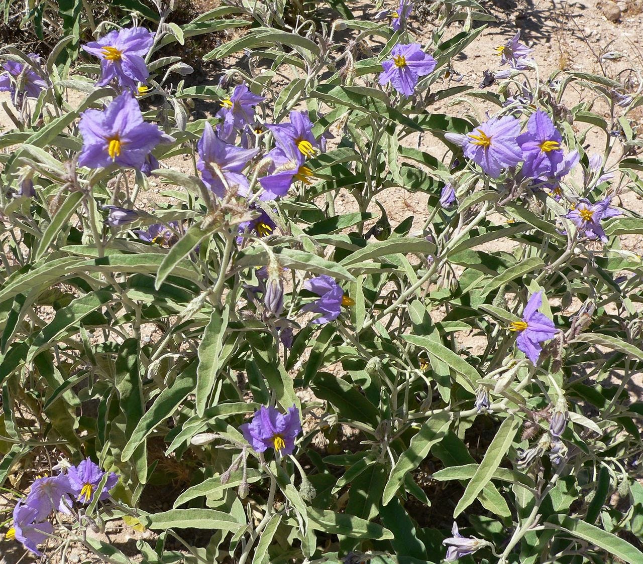 Major Weeds In Africa In Africa Invasive Alien Plants Have By Peter Miles Jul 22 Medium