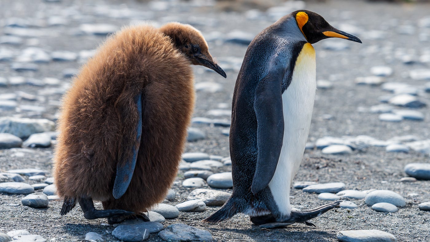 Two penguins walking, one brown and furry and one black and white