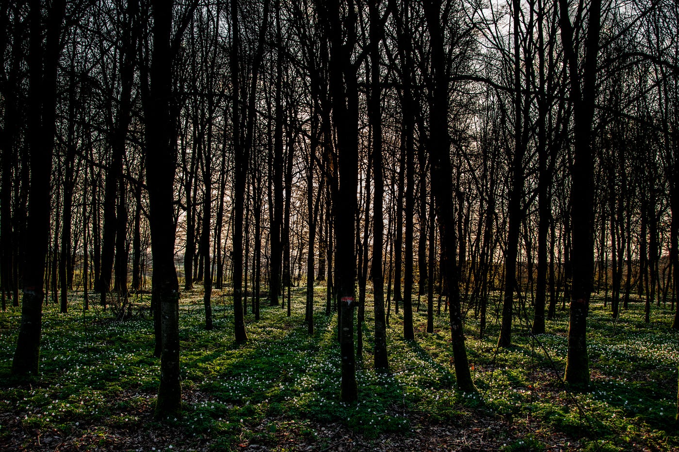 Random Forest Classifier In Python By Joe Tran Towards Data Science