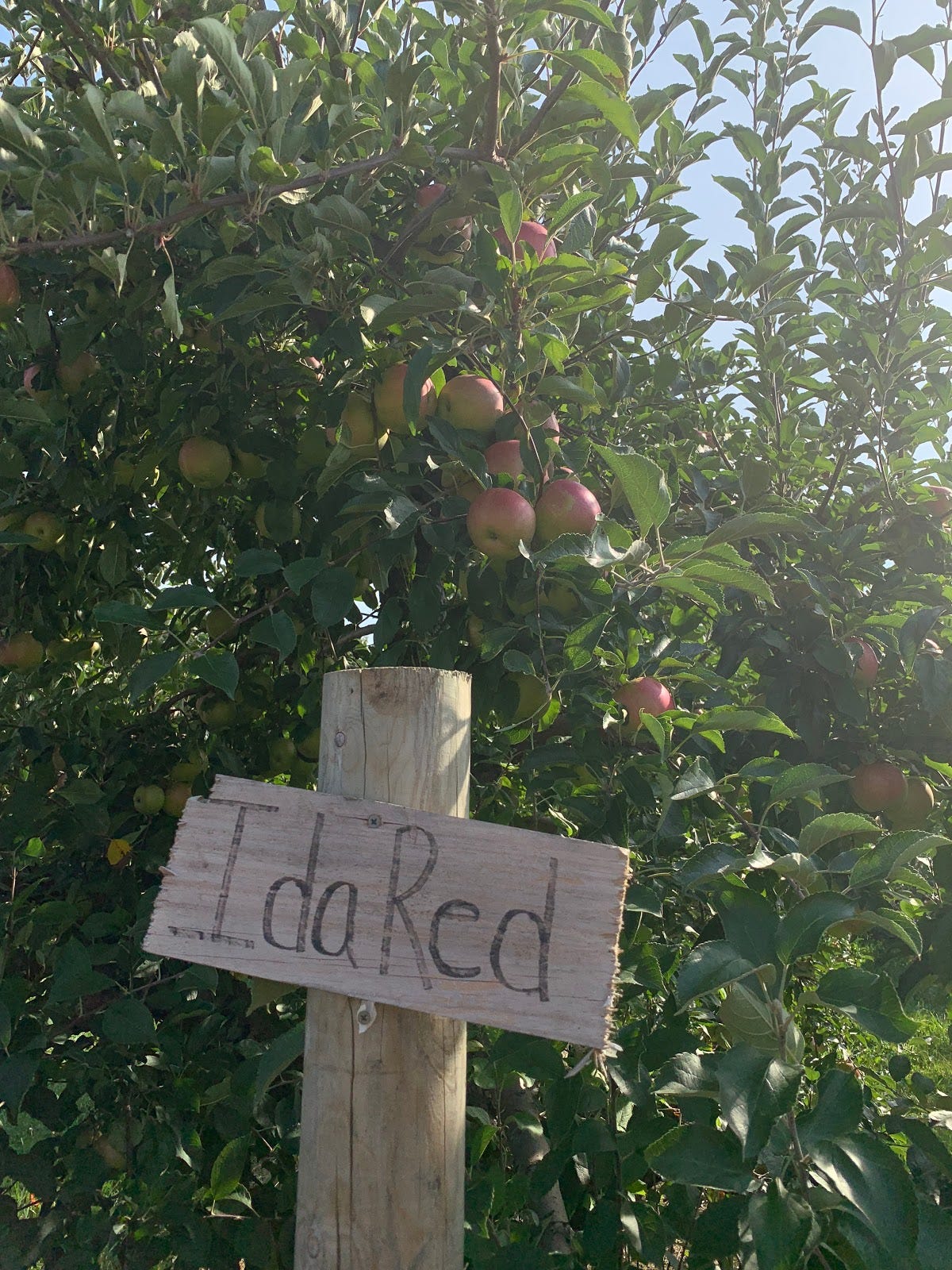 A Look Into One of The Most Popular Apple Farms In The Hudson Valley