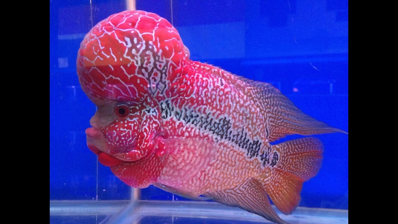 flowerhorn universe