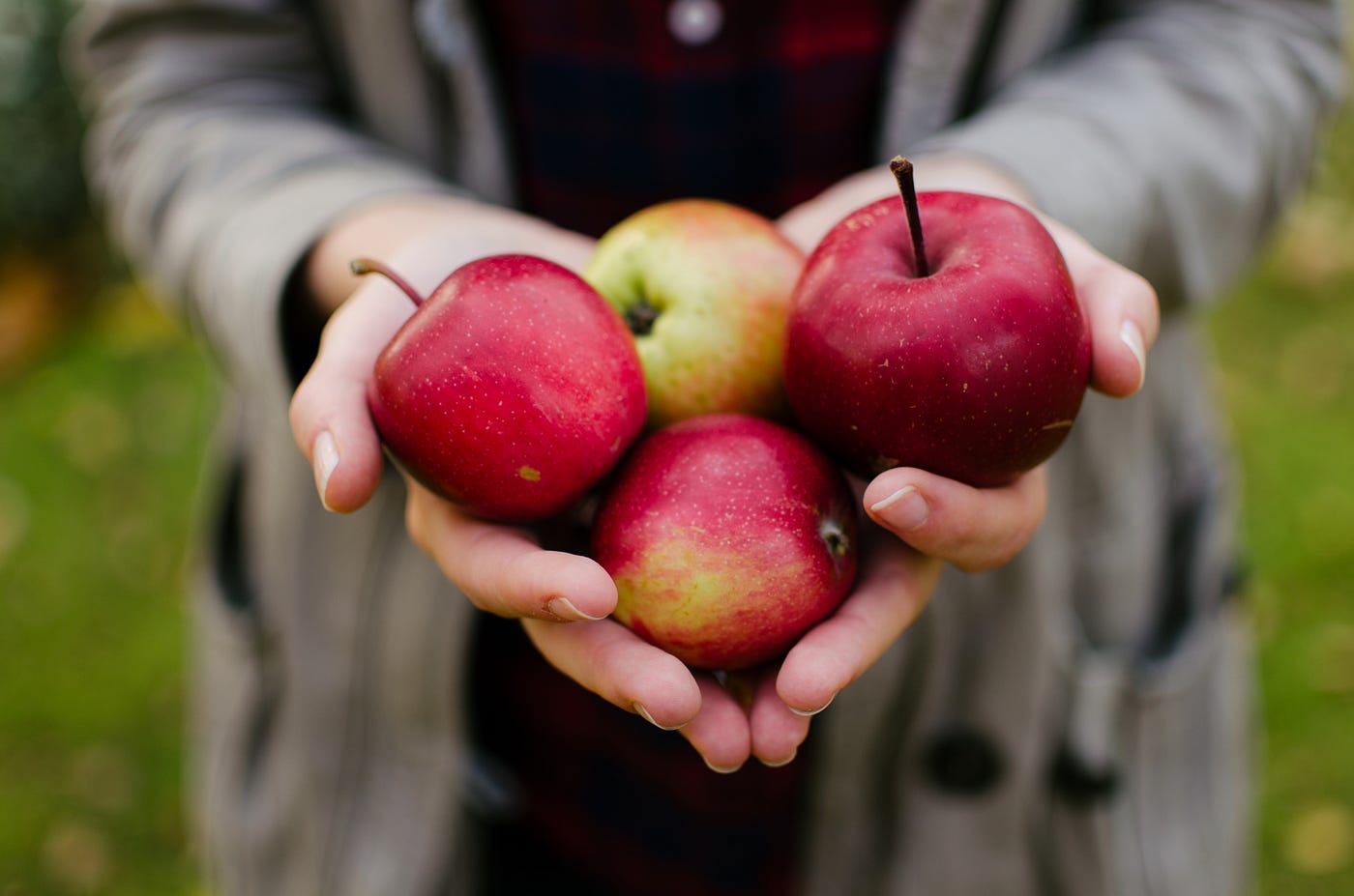 A person holds four reddish apples. We see the person from mid-thigh to lower chest level. S/he wears a light brownish jacket.