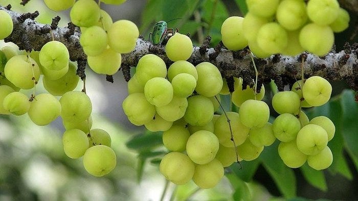 关于桂花 月桂 肉桂的一些考据 中国古代对物种的分类多数来自形态 用途 气味等的相似 因此可能本来不同科属种的物 By 谭樊马克