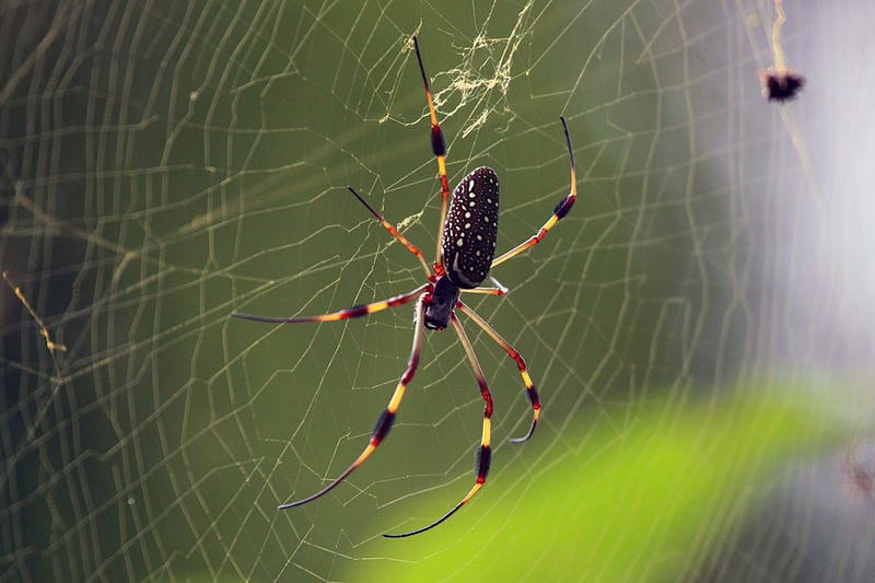 How Spiders Build s in Space. Spiders on the International Space… by Gunnar De Winter