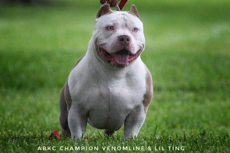 TOP POCKET AMERICAN BULLY BREEDERS | by BULLY KING Magazine | BULLY ...