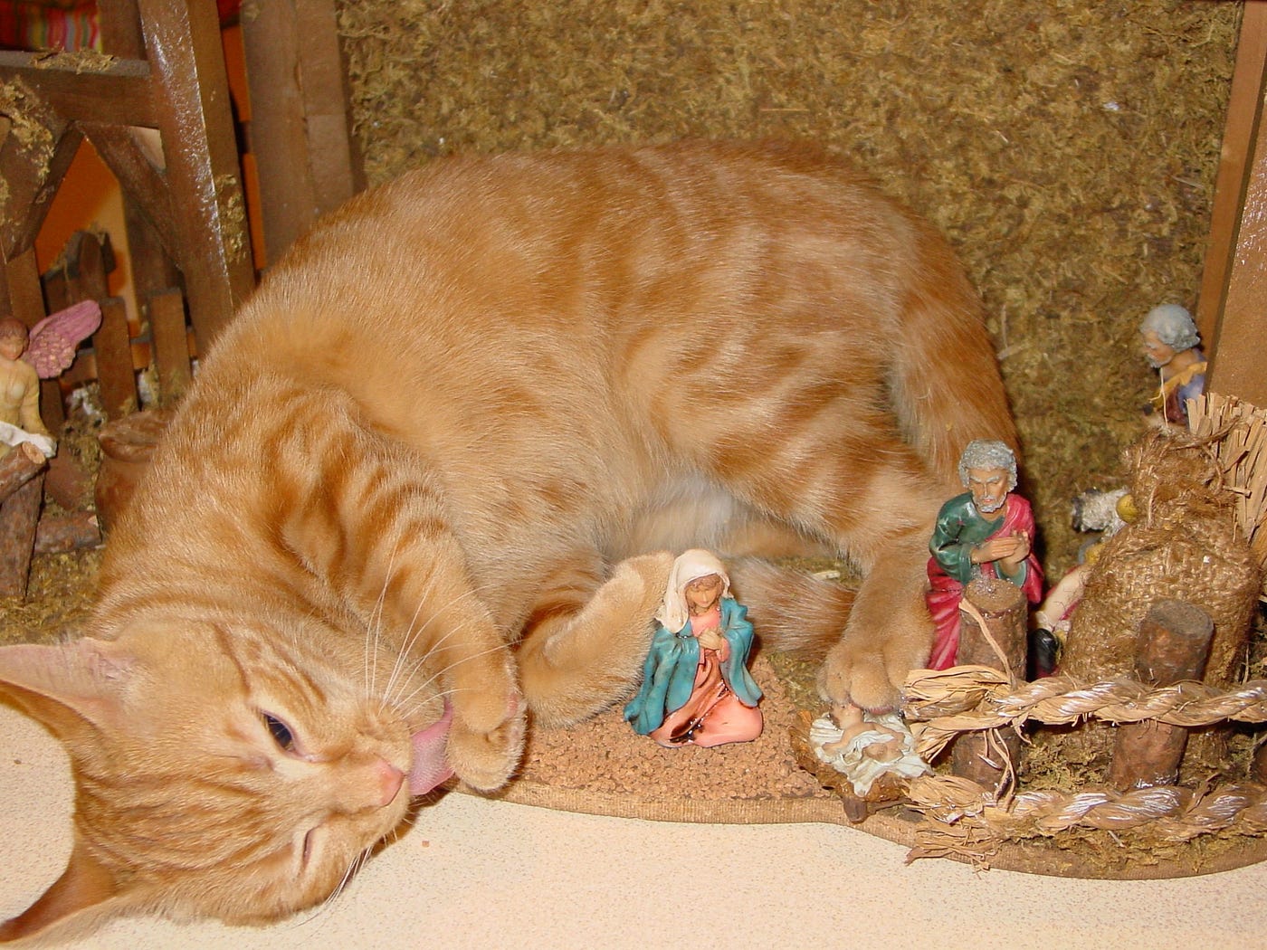 cat in nativity