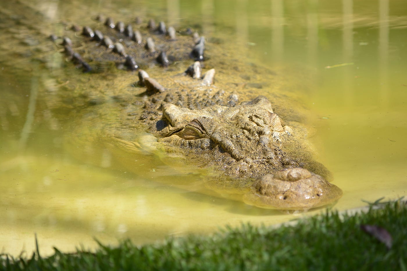 The Tragic Story Of Over 900 Japanese Soldiers Slaughtered By Crocodiles | by L. Small | Medium