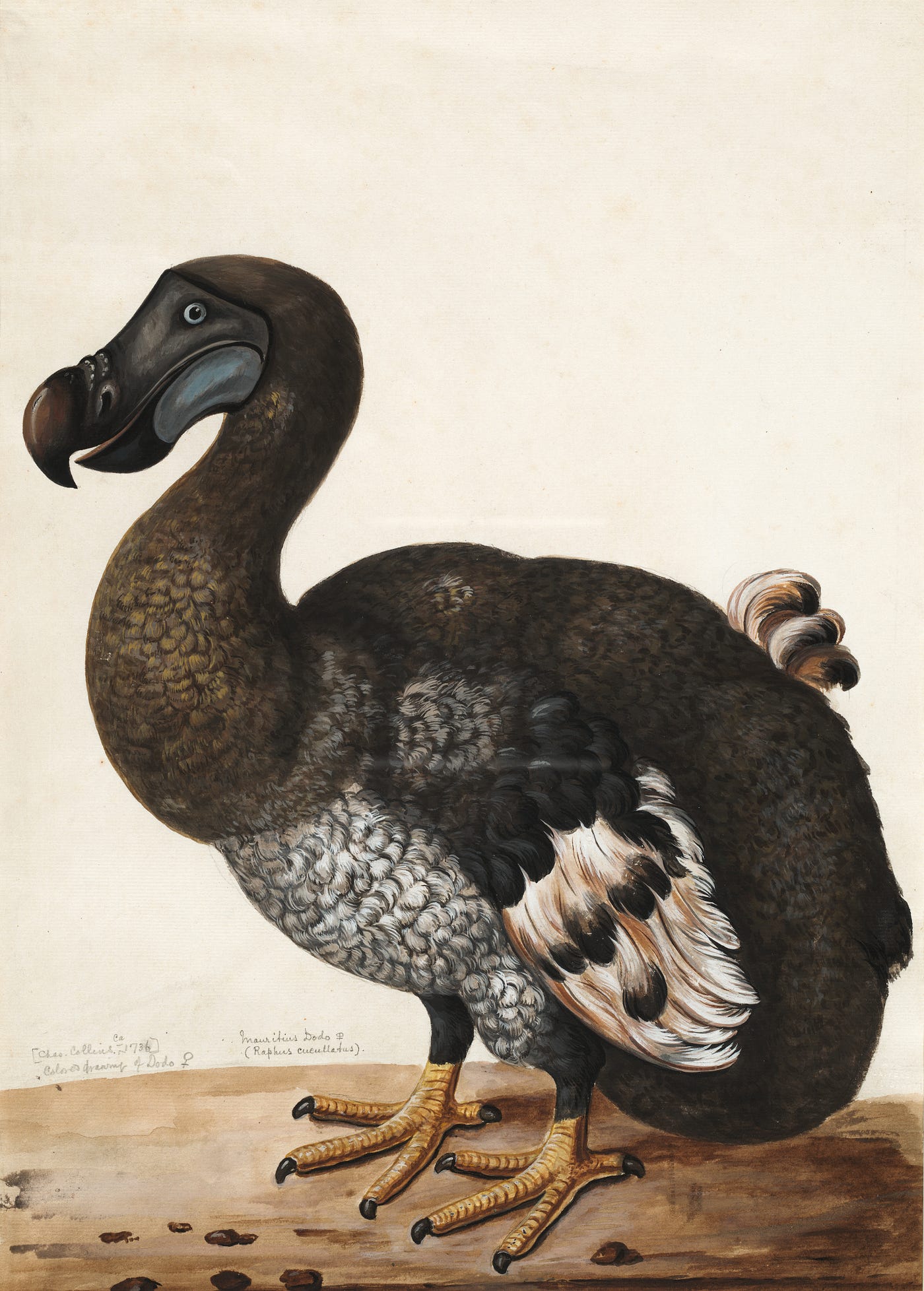 Was The Dodo Bird Really A Dodo Was This The Extinction Of A Truly By Patrick Kuklinski Tenderly