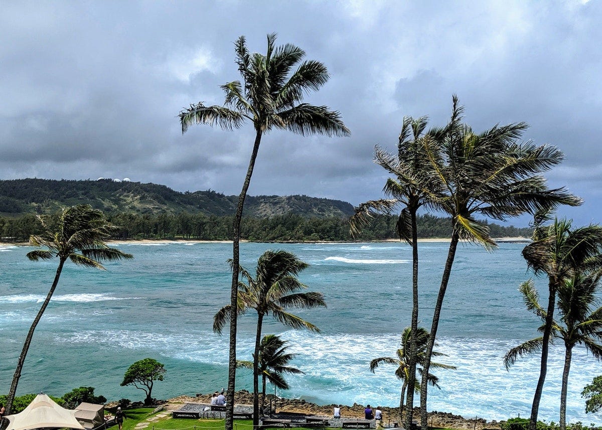 Blue water on the coast of Oahu, Hawaii, and palm trees swaying in the foreground.
