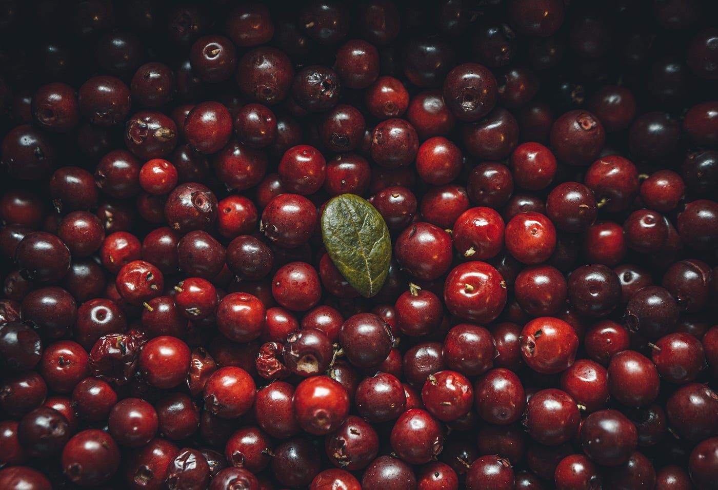A field of blood red cranberries, with a single vertically-oriented green leaf in the center of the image.