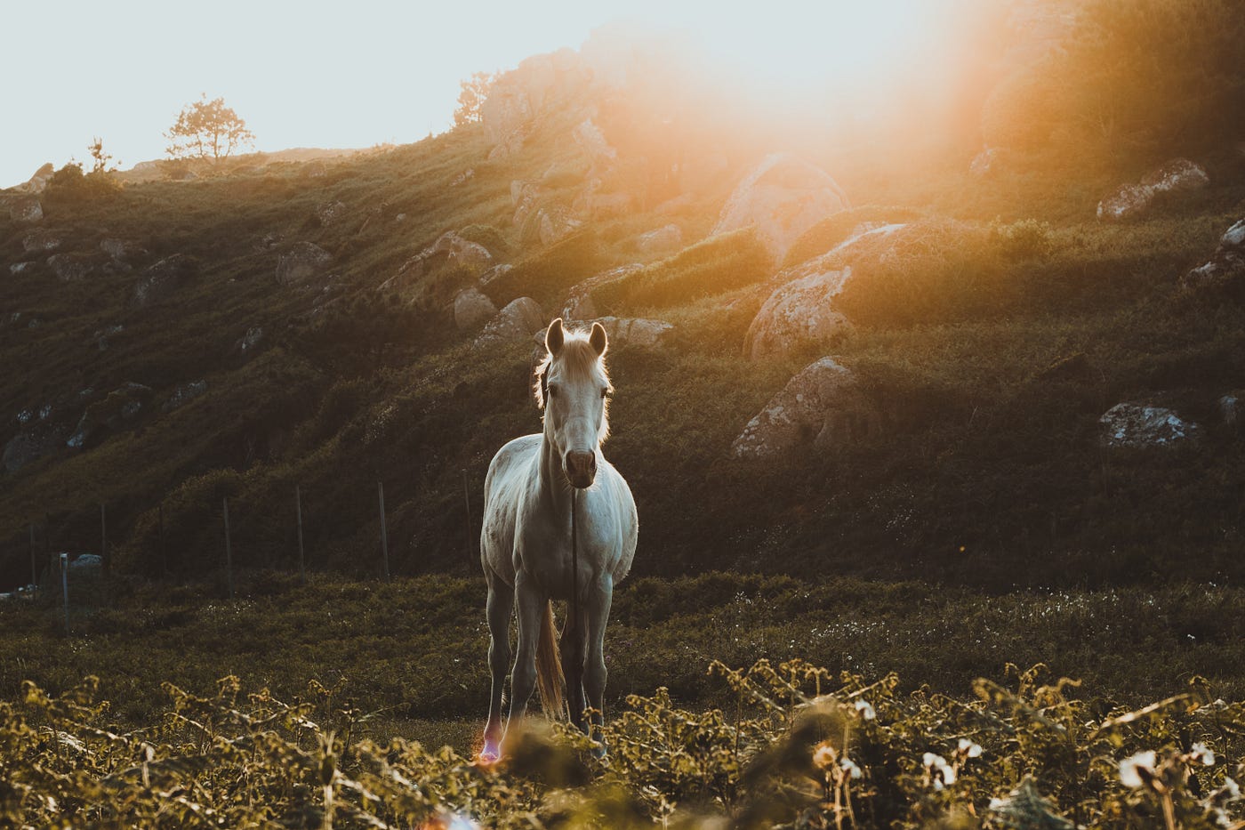 31 Songs Anyone Who Loves Horses Needs To Hear By Laura Vincent Tenderly