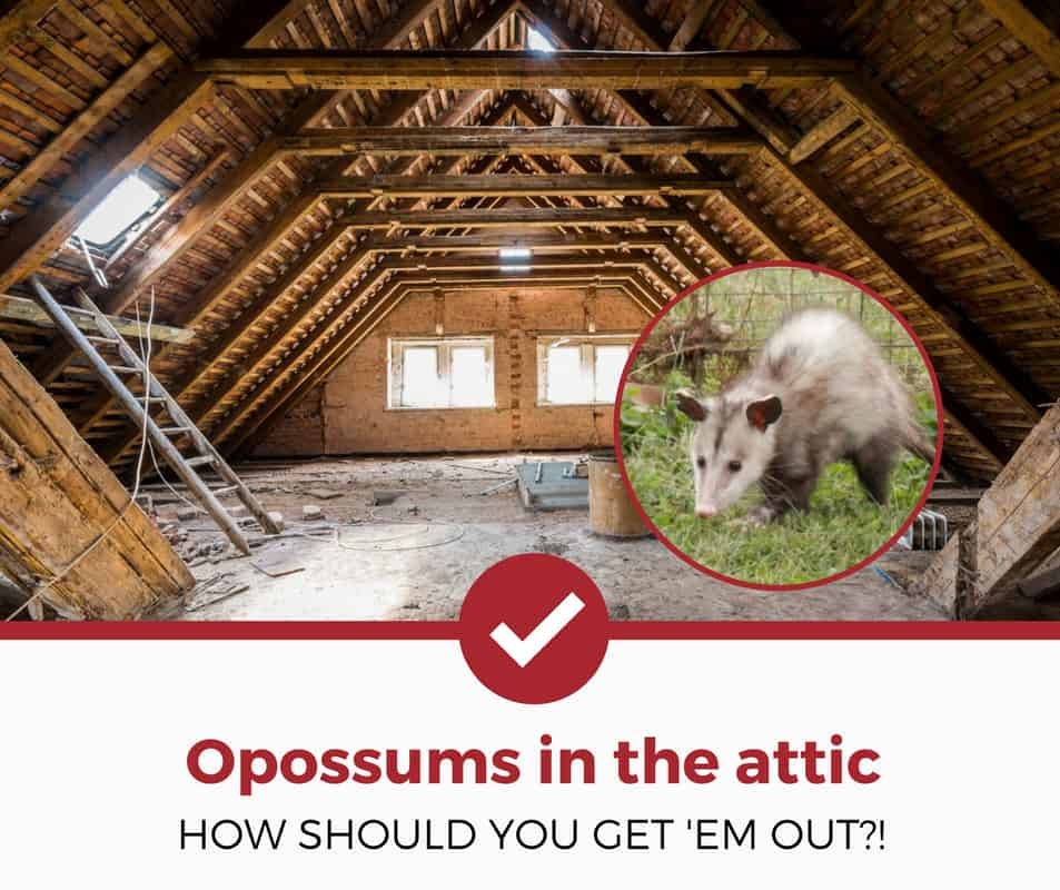 How to Get Possums Out of Roof